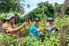 panen raya cabe di desa durian kelarek