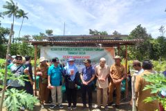 panen raya cabe di desa durian kelarek