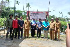 panen raya cabe di desa durian kelarek