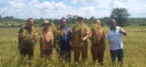 Panen Padi Program Ketahanan Pangan Dana Desa Air Lengit Tahun Anggaran 2023