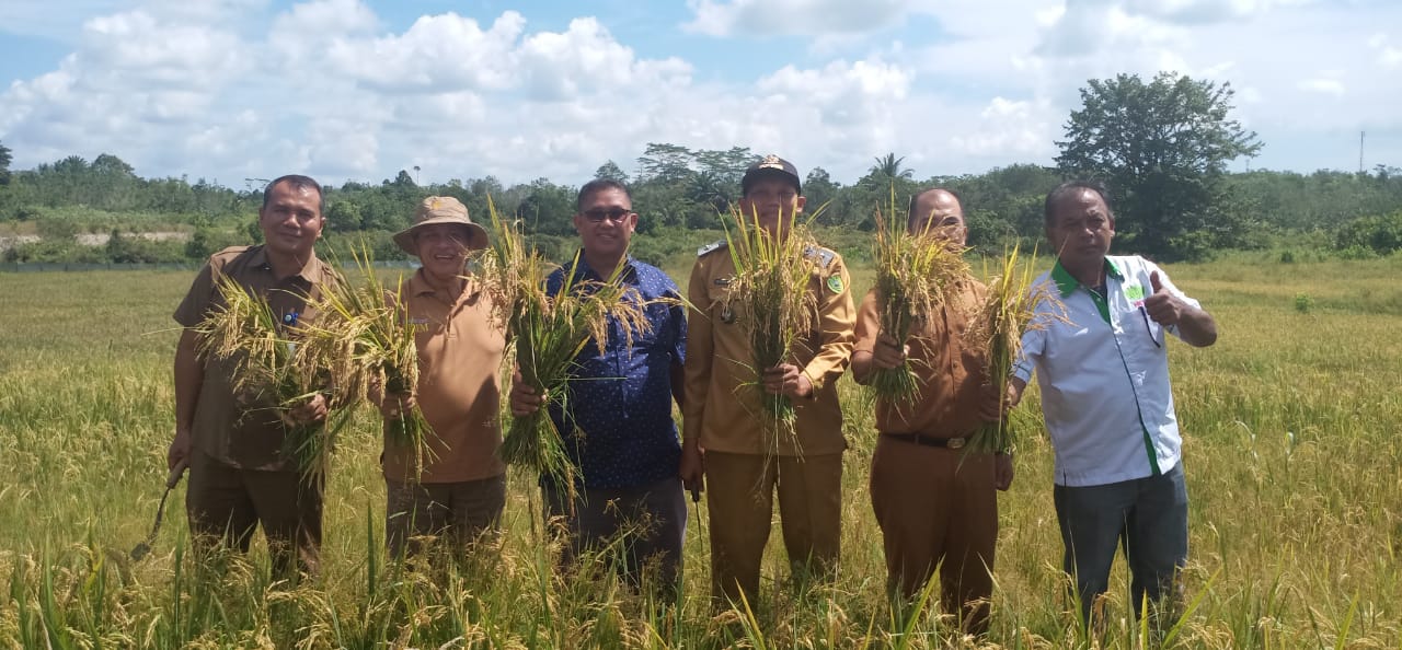 Panen Padi Program Ketahanan Pangan Dana Desa Air Lengit Tahun Anggaran 2023